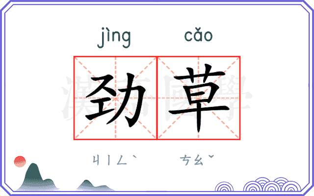 劲草