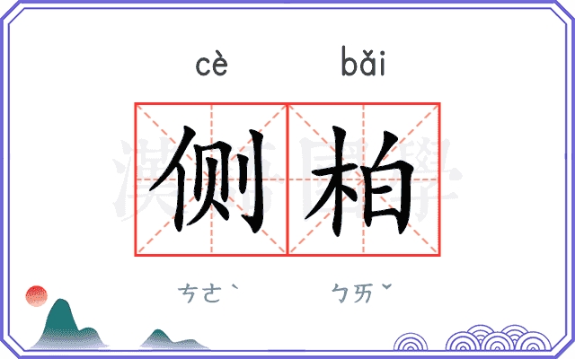 侧柏