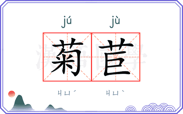 菊苣