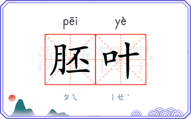 胚叶