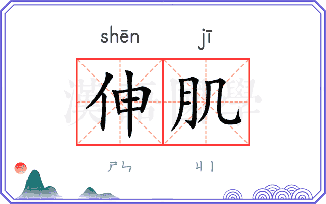 伸肌