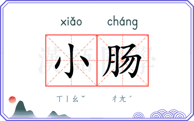 小肠