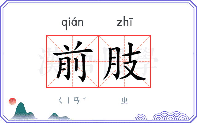 前肢