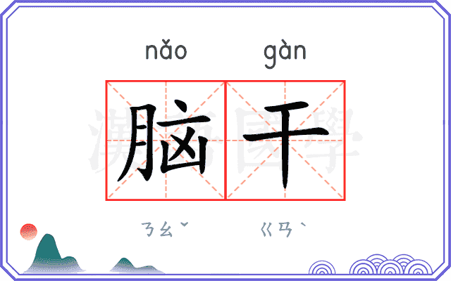 脑干