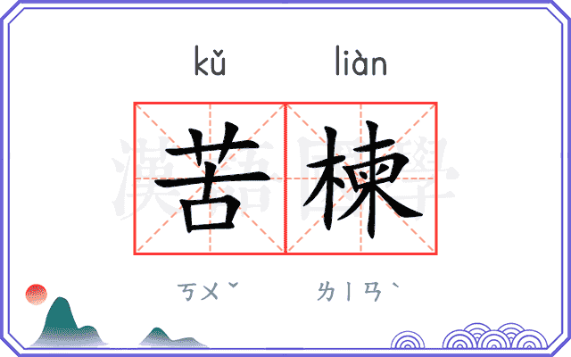 苦楝