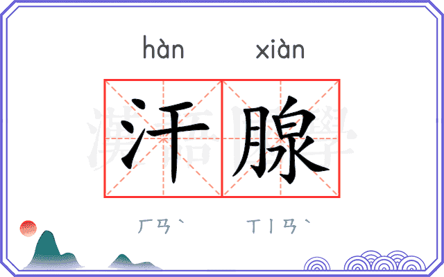 汗腺