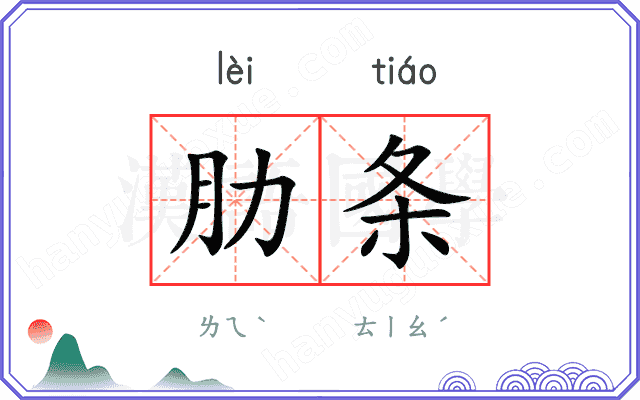 肋条