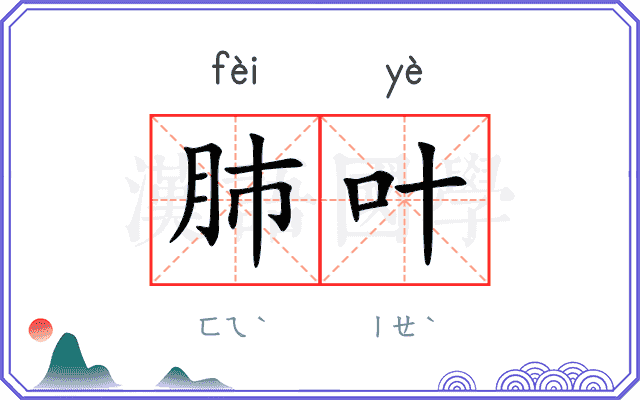 肺叶