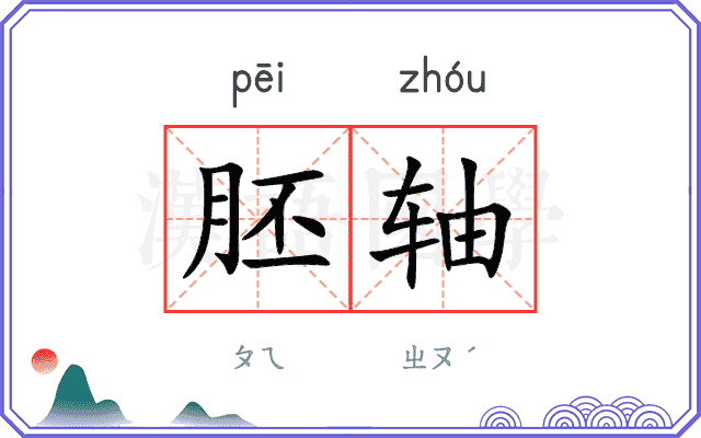 胚轴