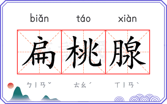 扁桃腺