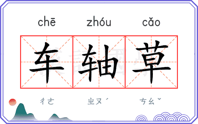 车轴草