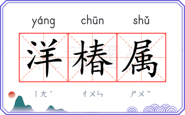 洋椿属