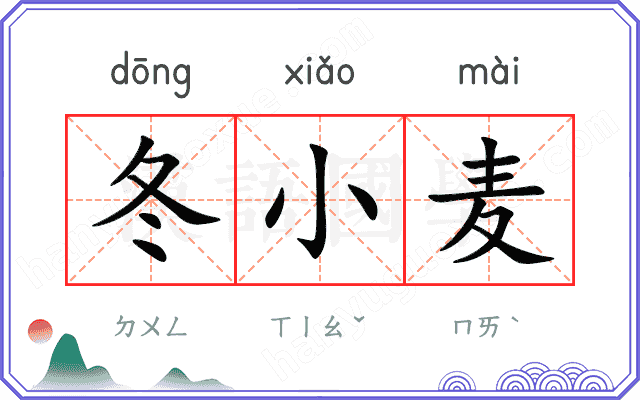 冬小麦