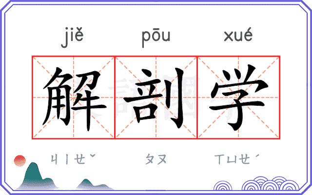 解剖学