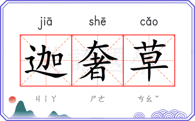 迦奢草