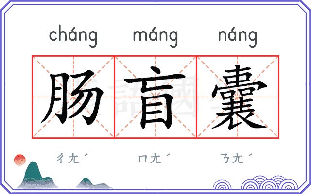 肠盲囊