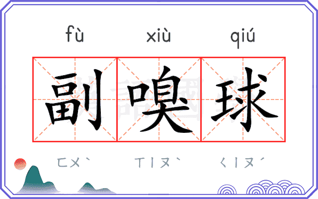 副嗅球