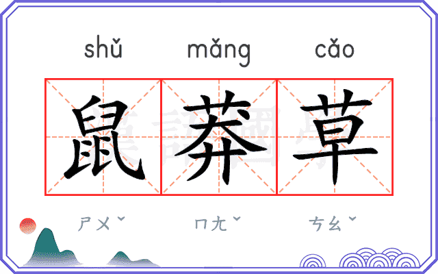 鼠莽草