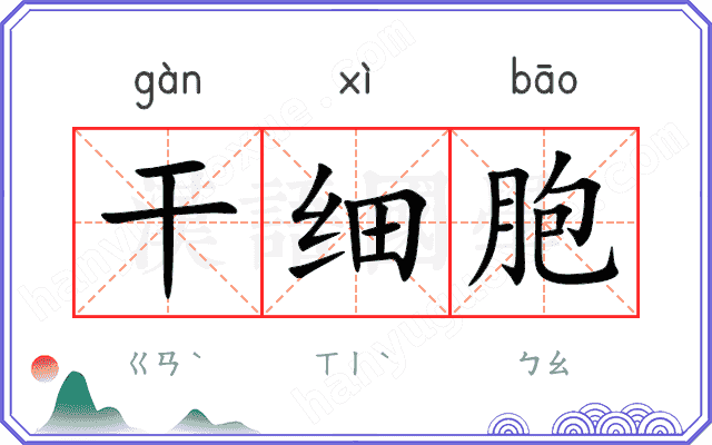 干细胞
