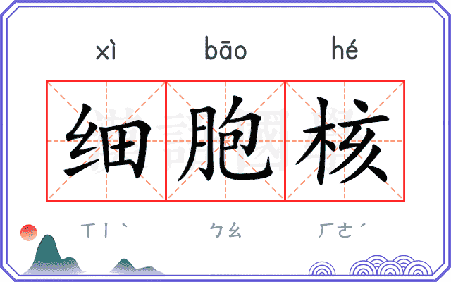 细胞核