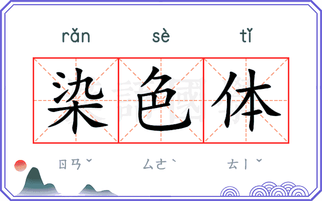 染色体