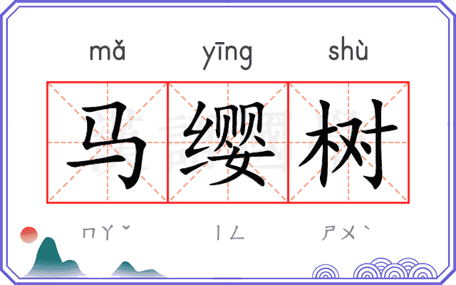 马缨树