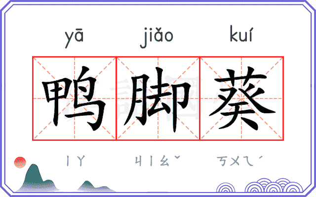 鸭脚葵