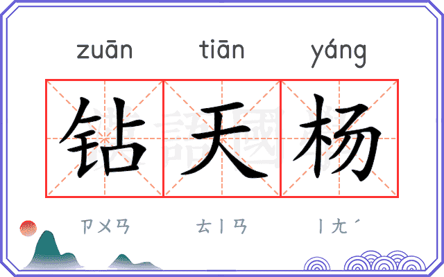 钻天杨
