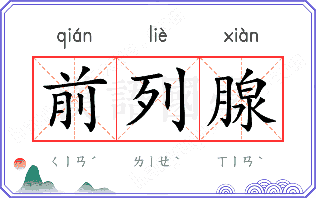 前列腺