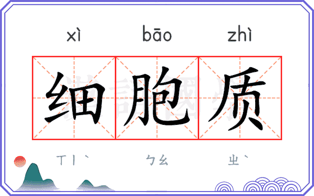 细胞质