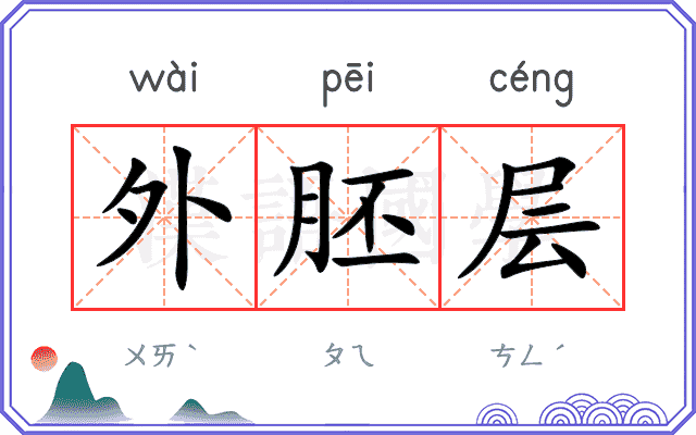 外胚层