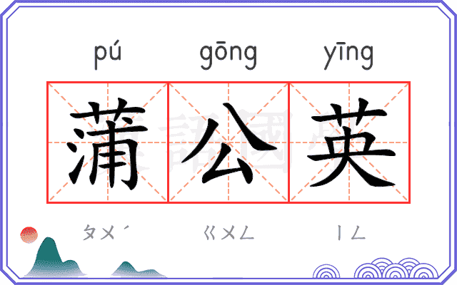 蒲公英