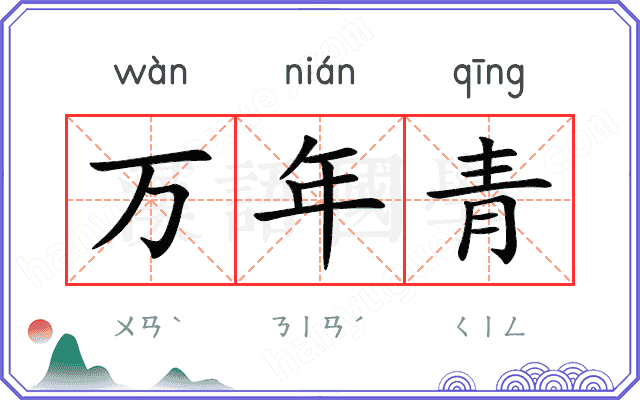 万年青
