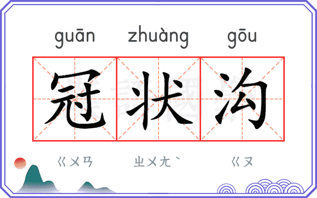 冠状沟