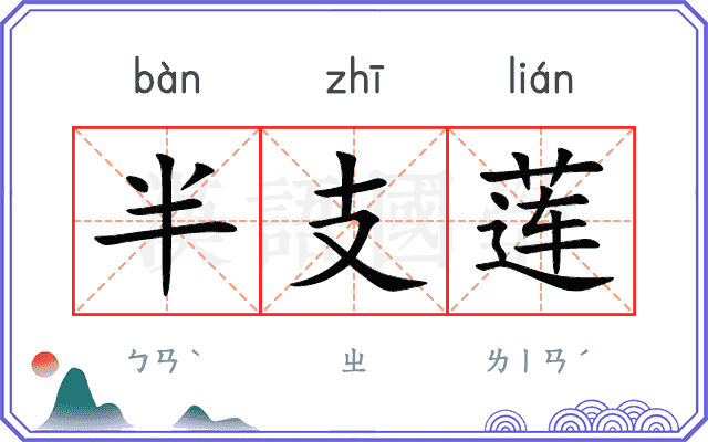 半支莲