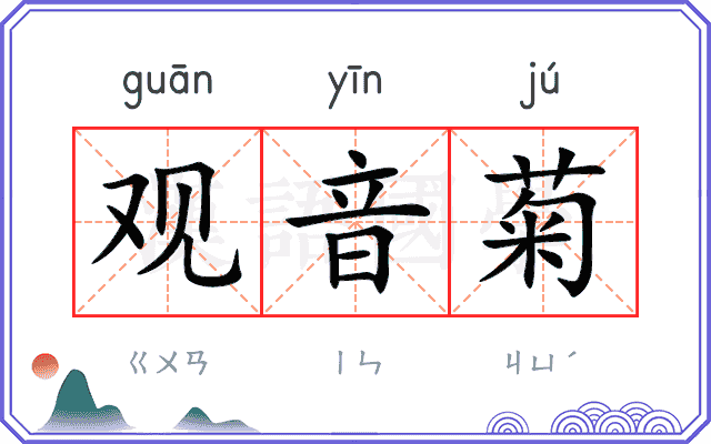 观音菊