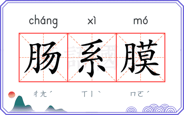 肠系膜