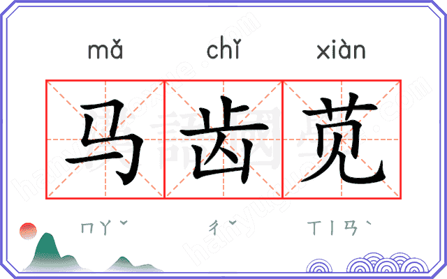 马齿苋