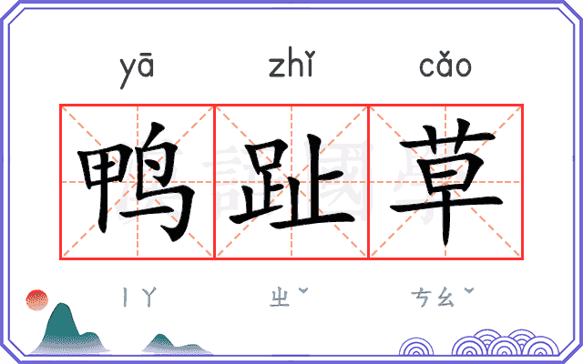 鸭趾草