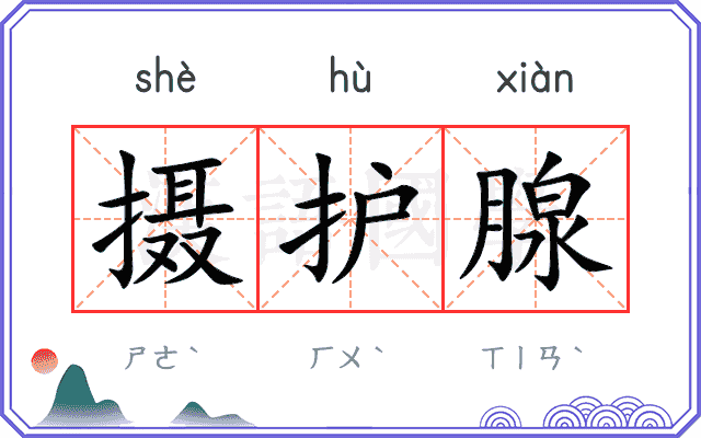 摄护腺