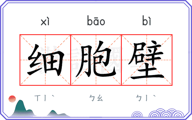 细胞壁