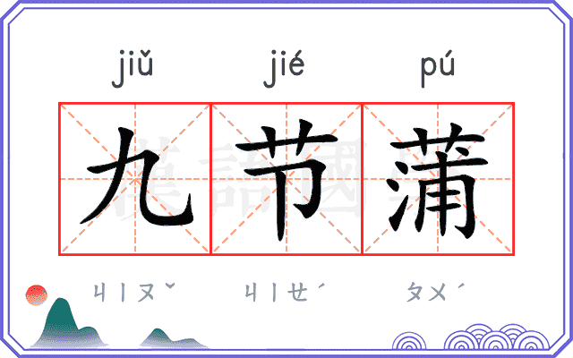 九节蒲