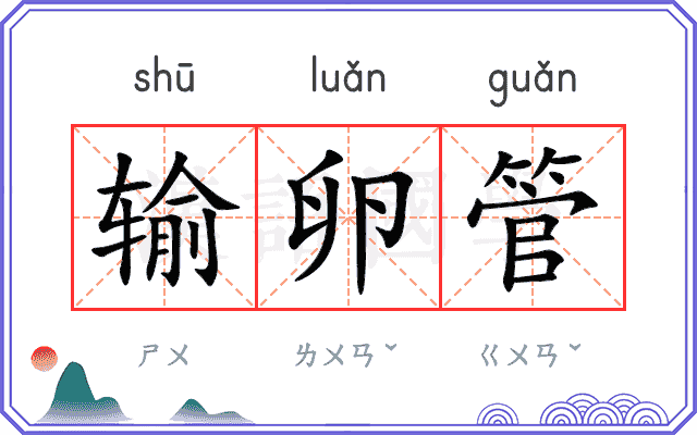 输卵管