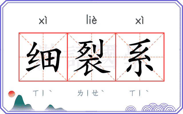 细裂系