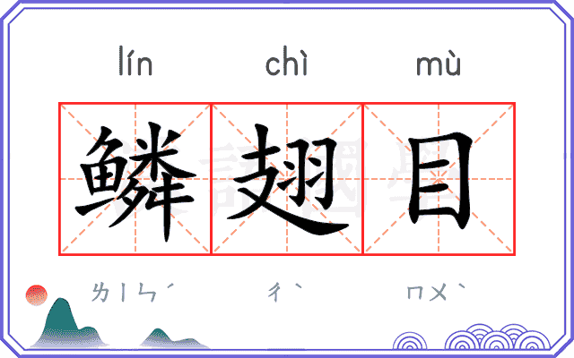 鳞翅目