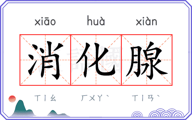 消化腺