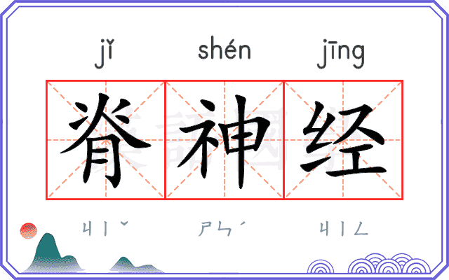 脊神经