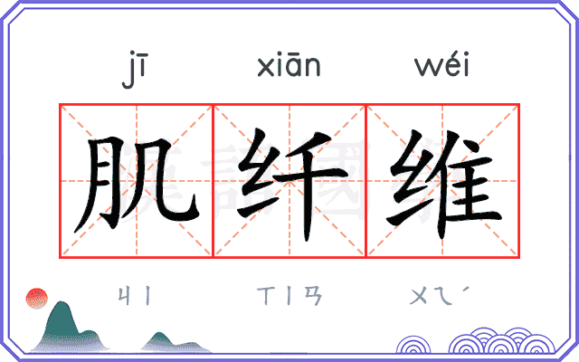 肌纤维