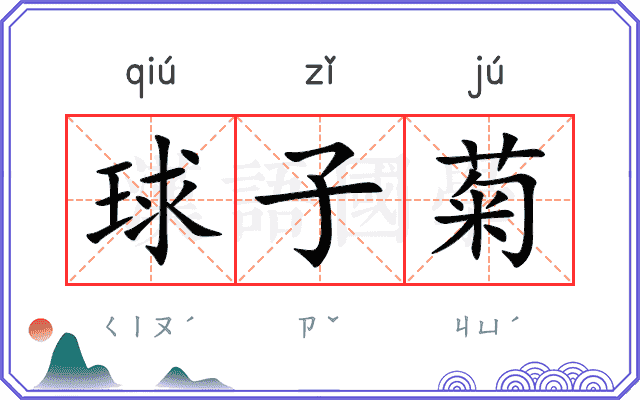 球子菊