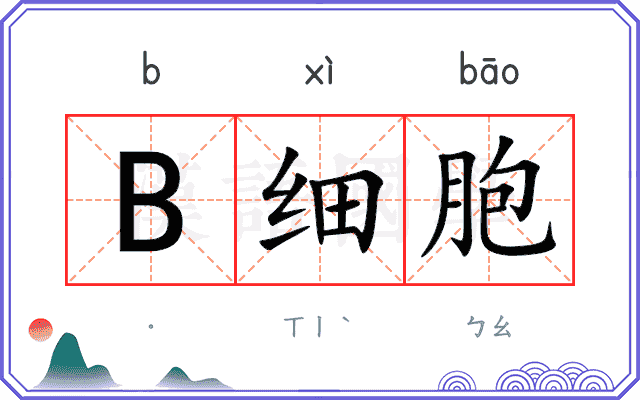 B细胞